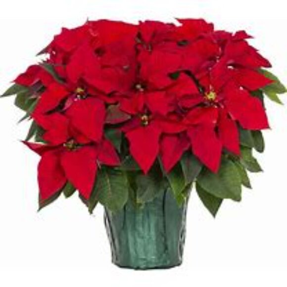 💰💰WELCOME to my PM Garage Sale! Browse! Items you didn't even know you needed! - Picture 9 of 15